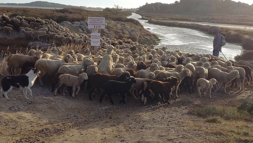 Gruissan : de l’île Saint Martin à la Clape, les moutons font leur chemin